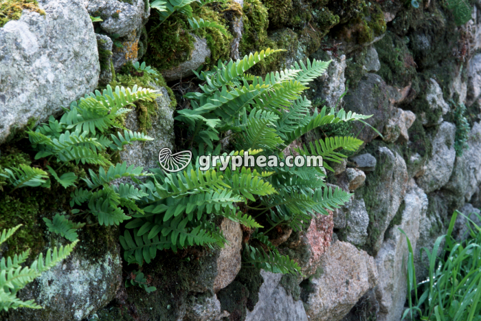 Polypodes sur vieux mur - gryphea.com